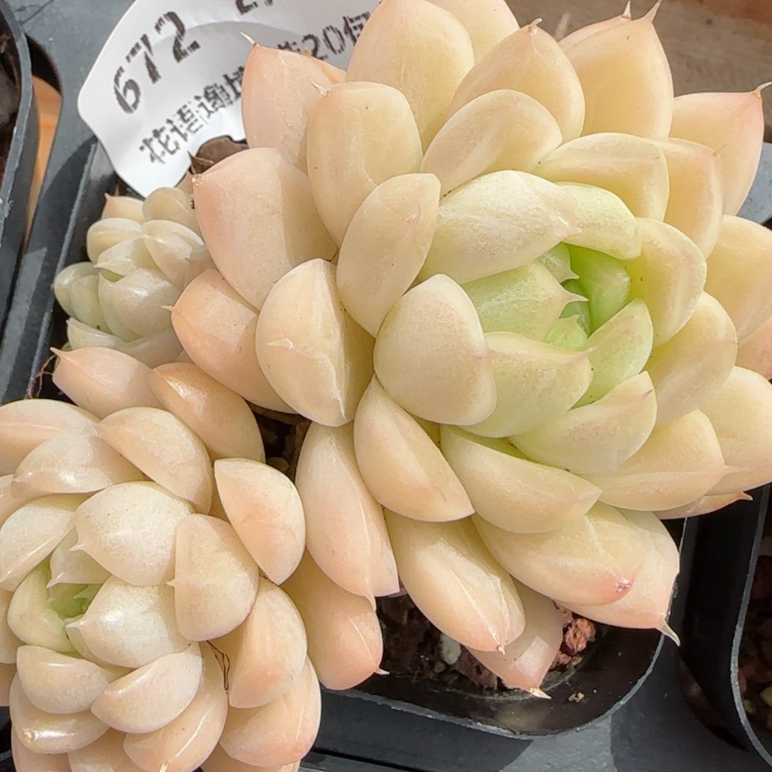 花语逸镜0219-672