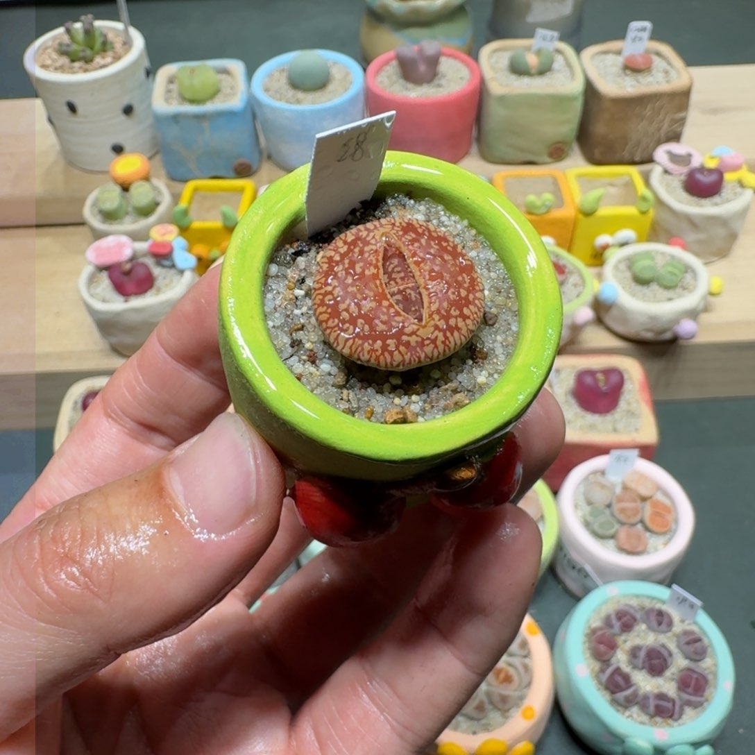 红陶蘑菇218彩虹