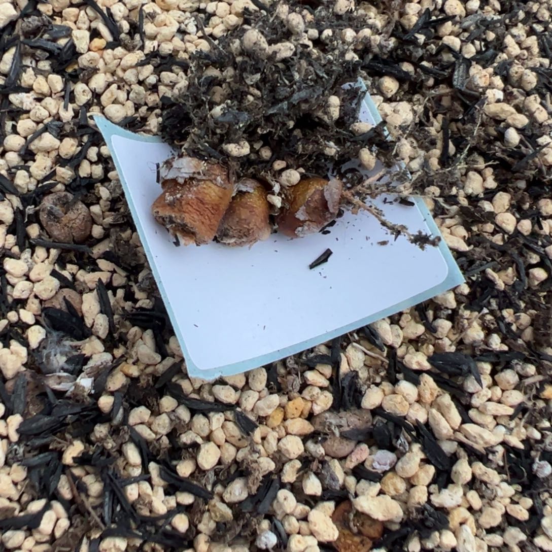 1-245量拍m042勋章一颗