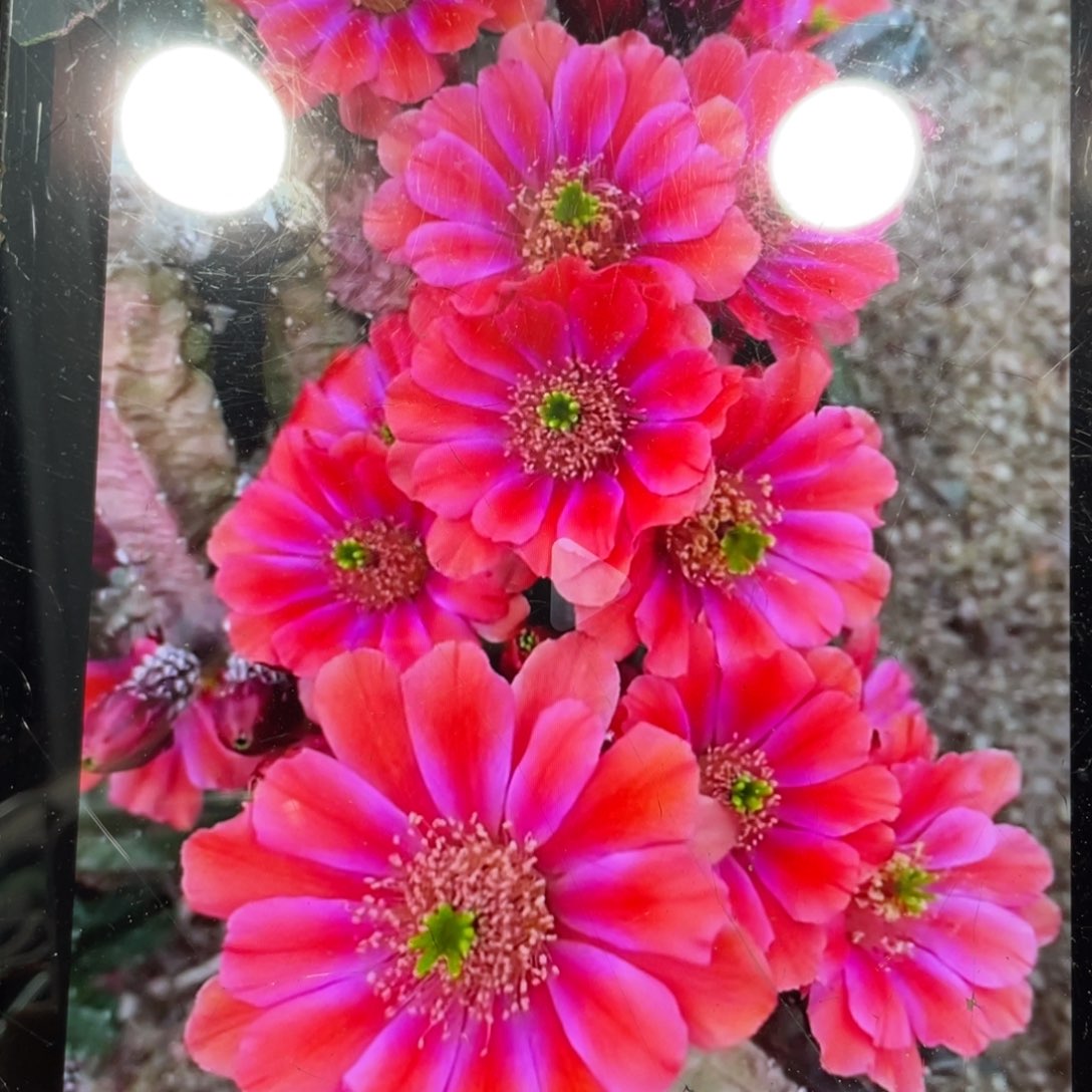 群生多头桃太郎一杯