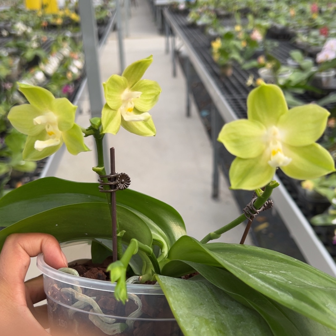 完全开放4.5寸杯蓝色薄荷