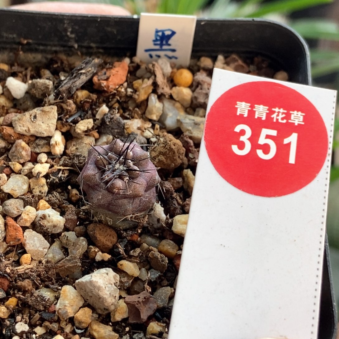 实生黑王丸1.4cm一棵仙人球