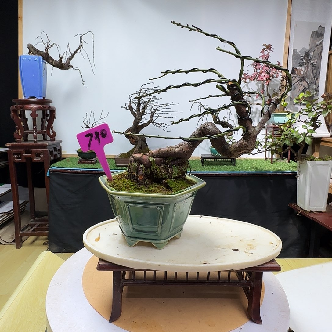 K***G无花朵梅花都包邮