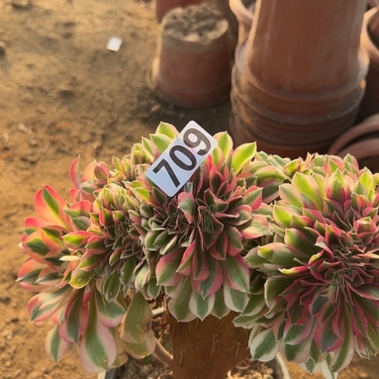 周***五多肉植物一个女郎709