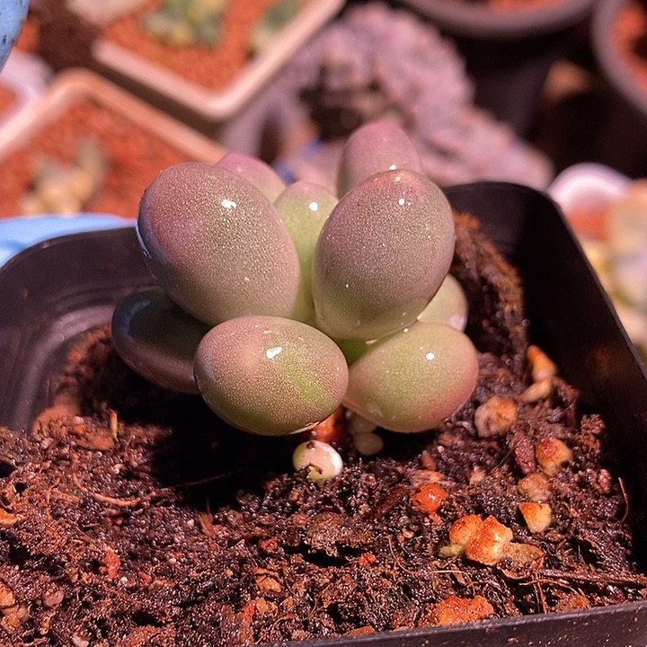 香可可奶酪锦多肉植物