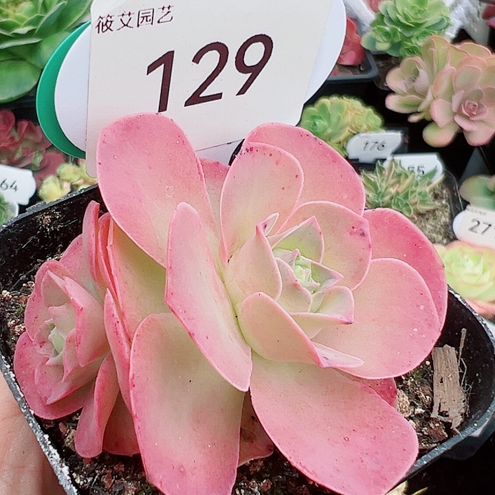 129落霞双头。       