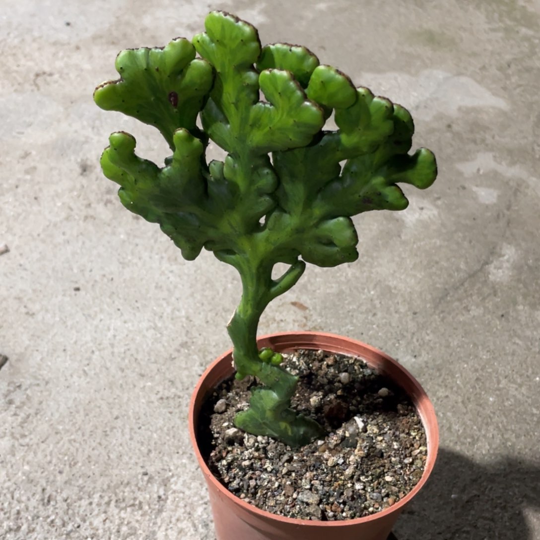 旧*丶蓬珊瑚锦缀化专拍