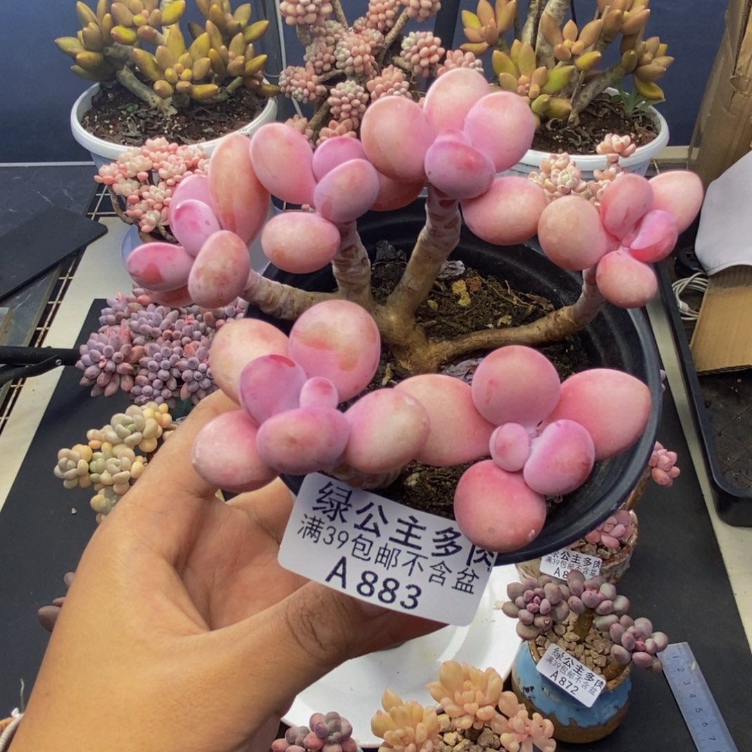 883糖果桃蛋多肉8c m