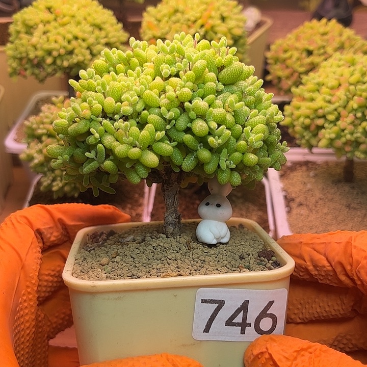 无花朵746金桔糖球