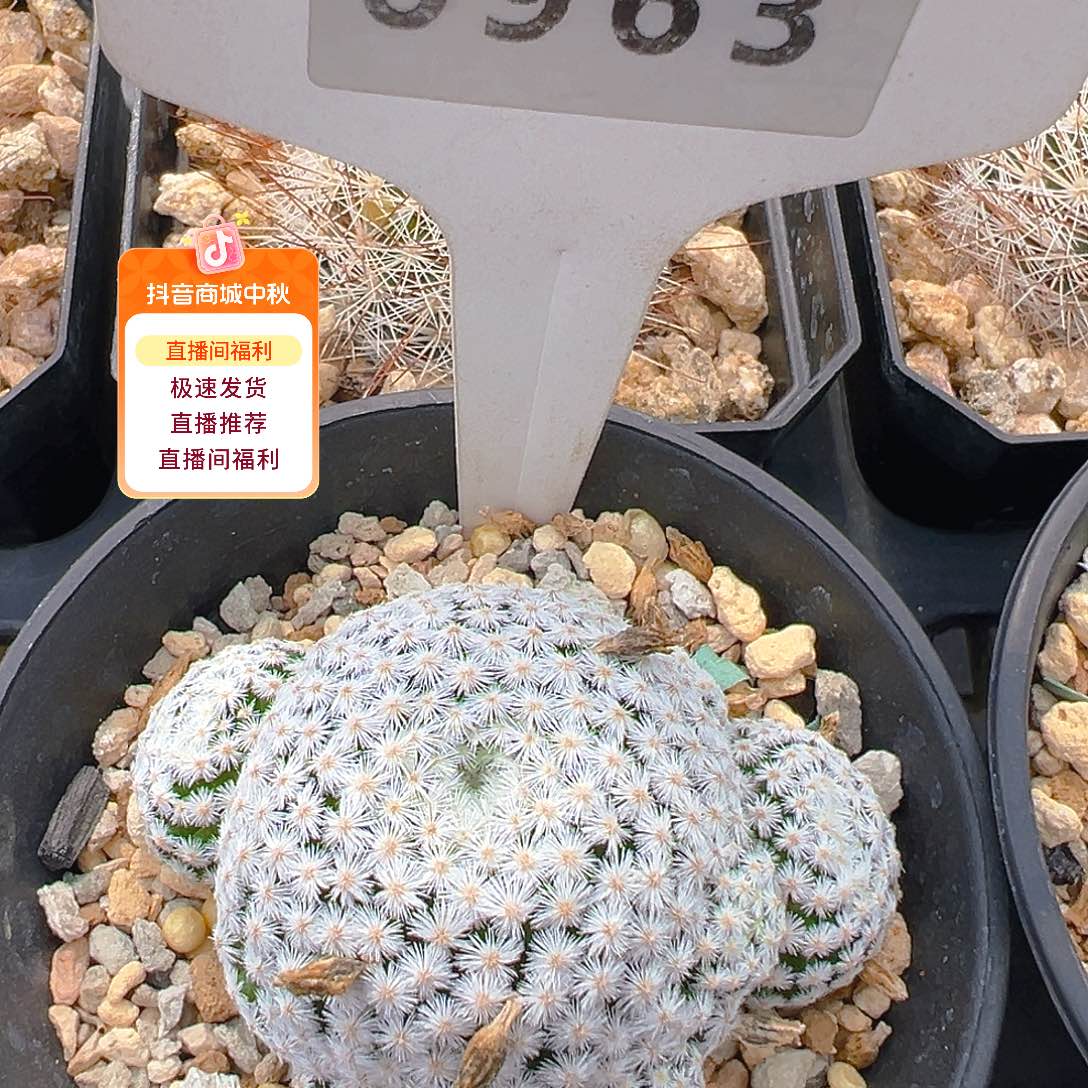 6963佛头春星侧芽自根