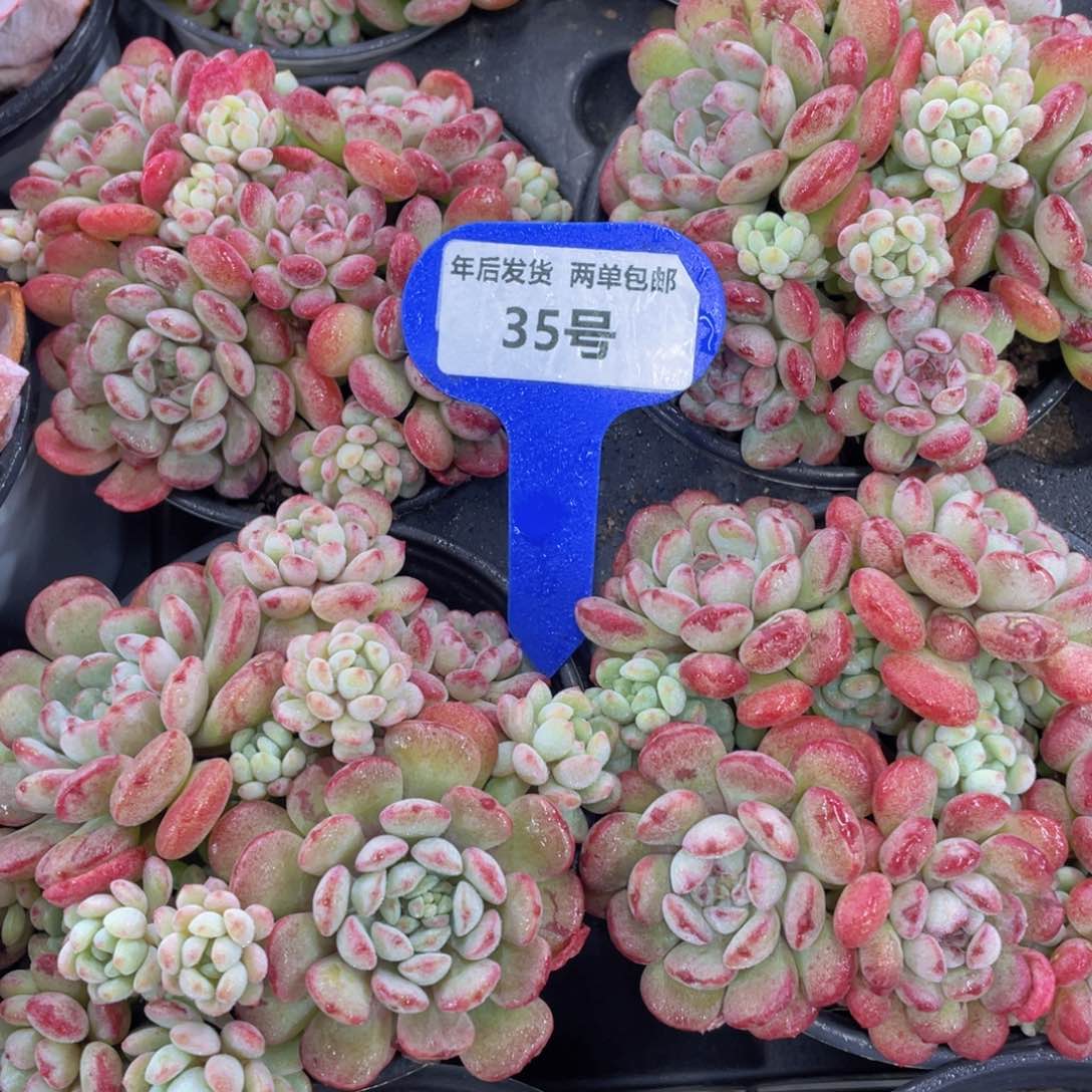 35号 捧花萌豆大群一个