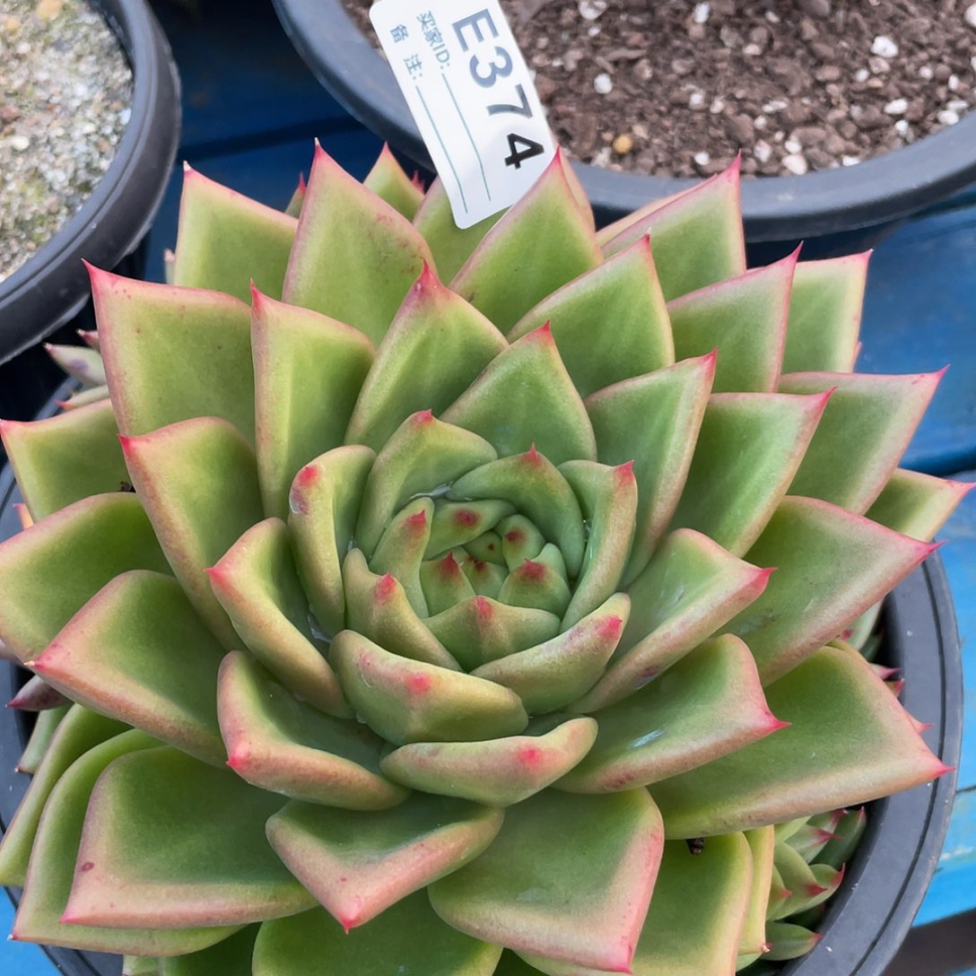 若如东云单拍E374