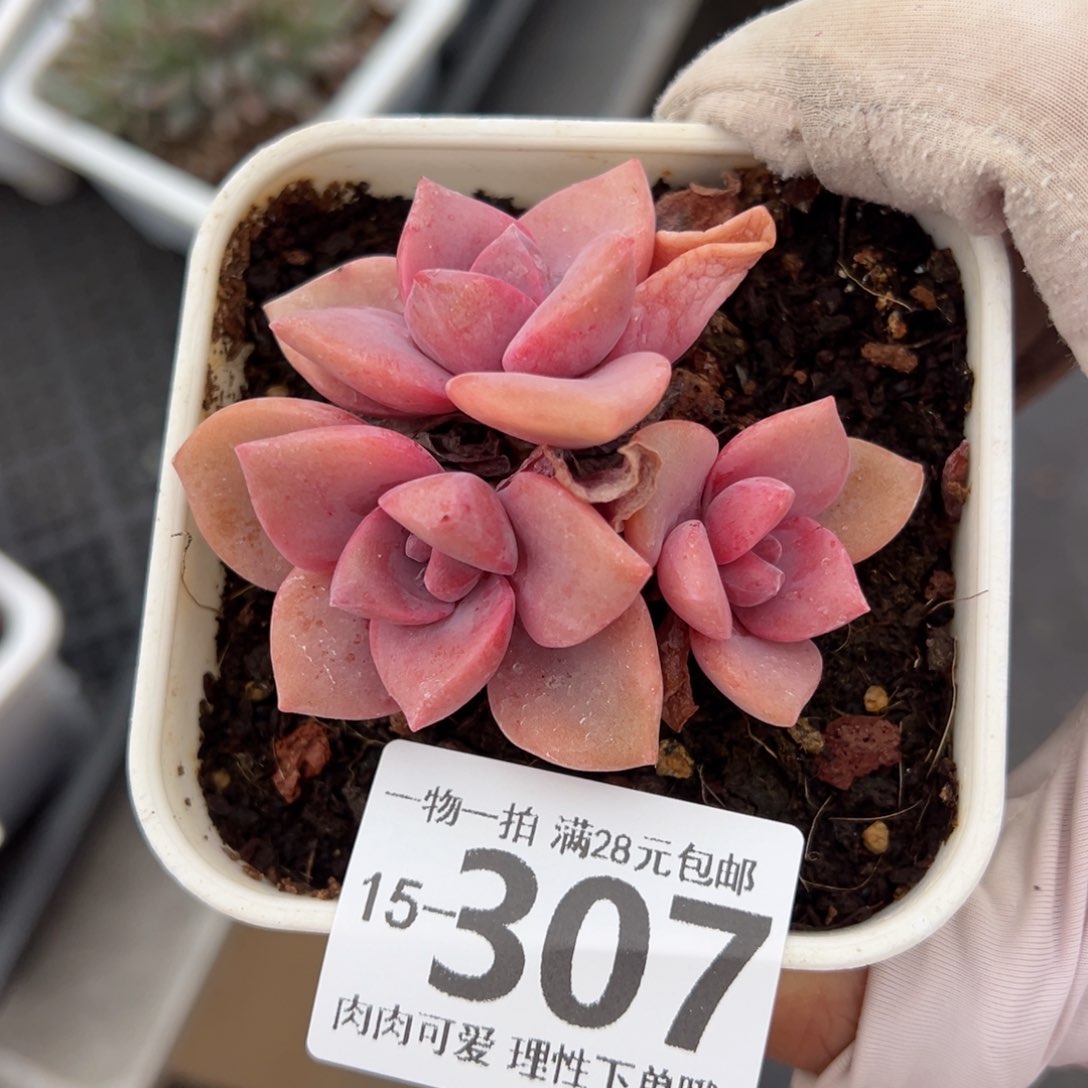 彩虹糖多肉多肉多肉多肉