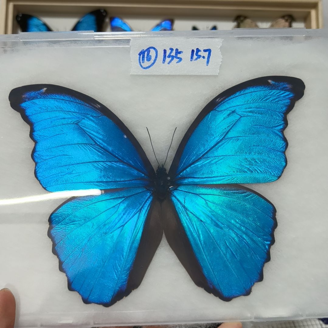 真蝴蝶标本一物一拍