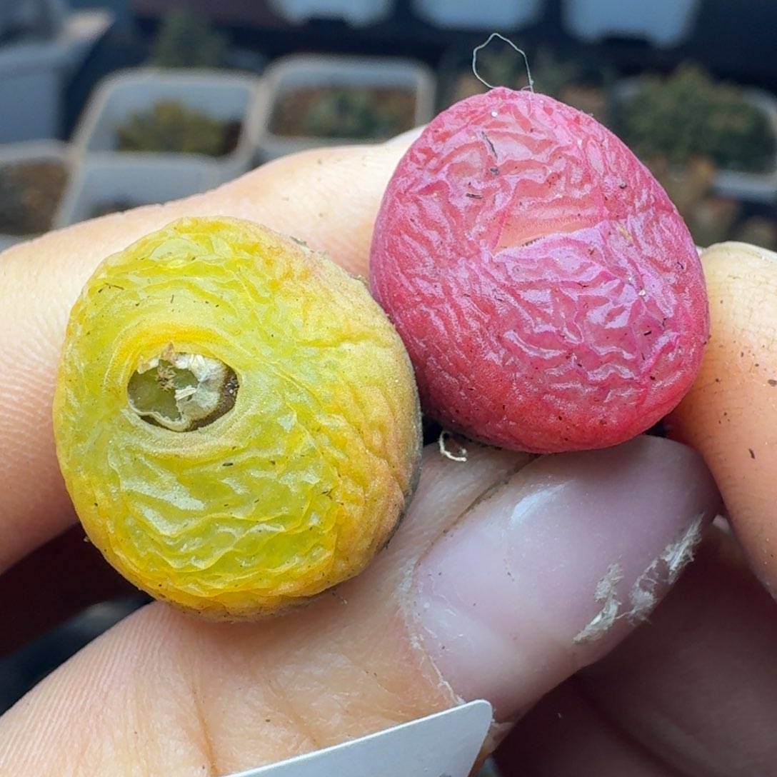 1407两颗毛汉尼06687568