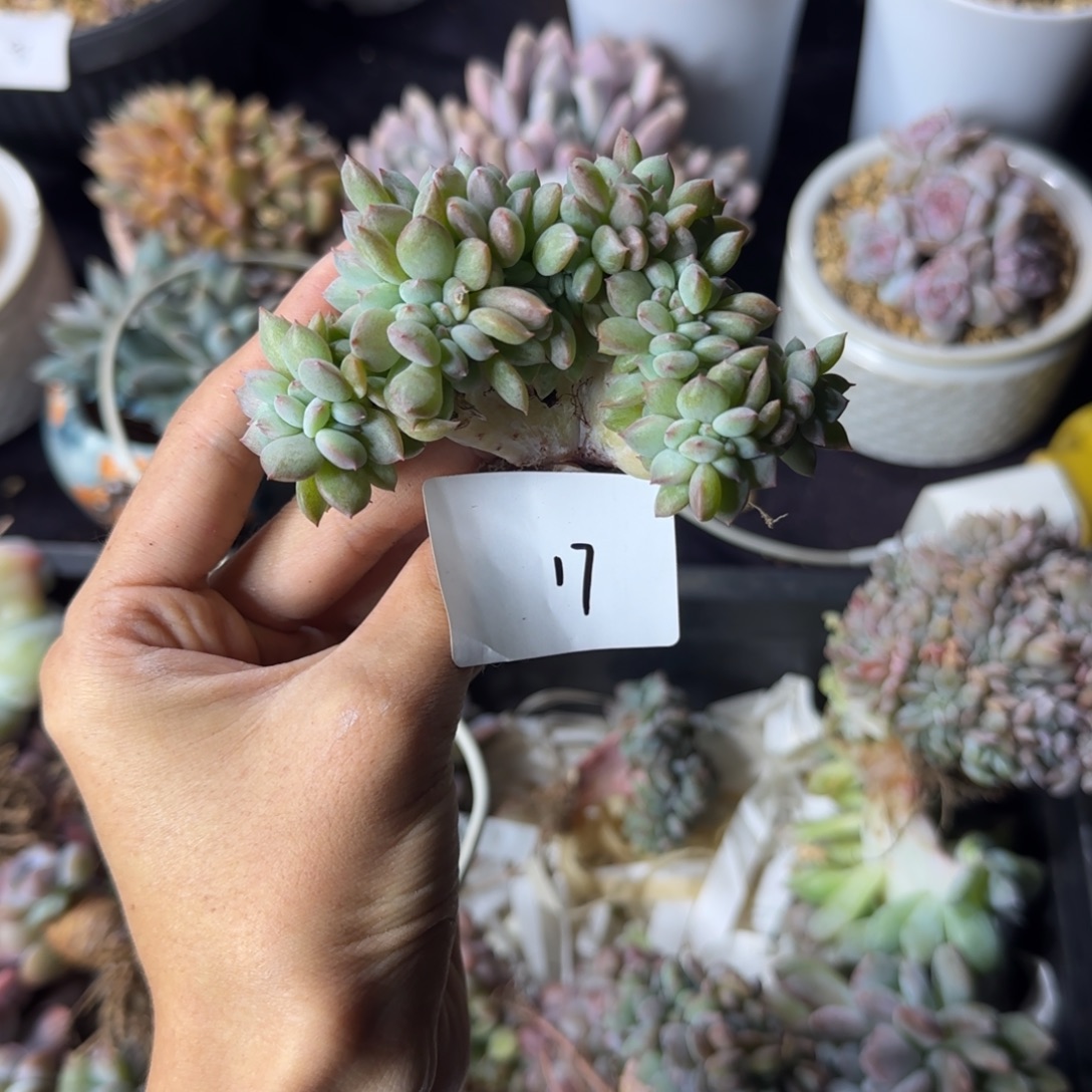 星影缀化一物一拍17