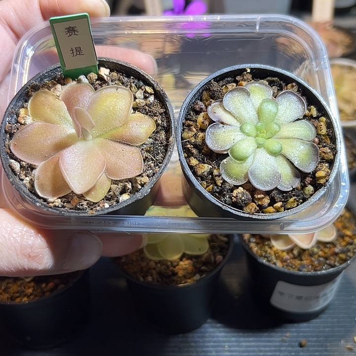 无花朵赛提圆切脱土发88137