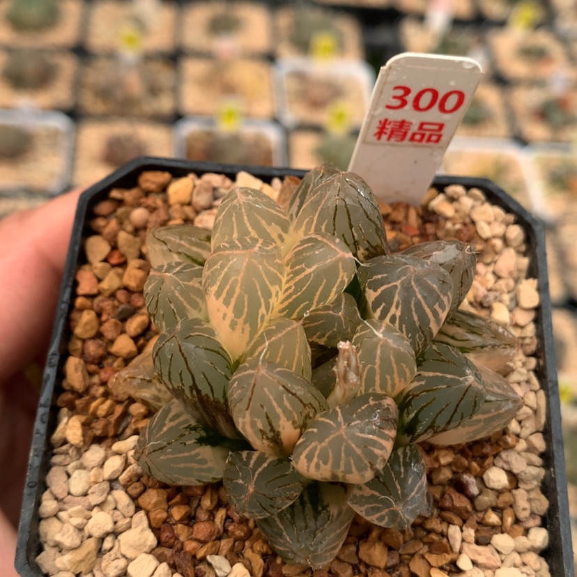 【闪购商品】300胭脂玉露