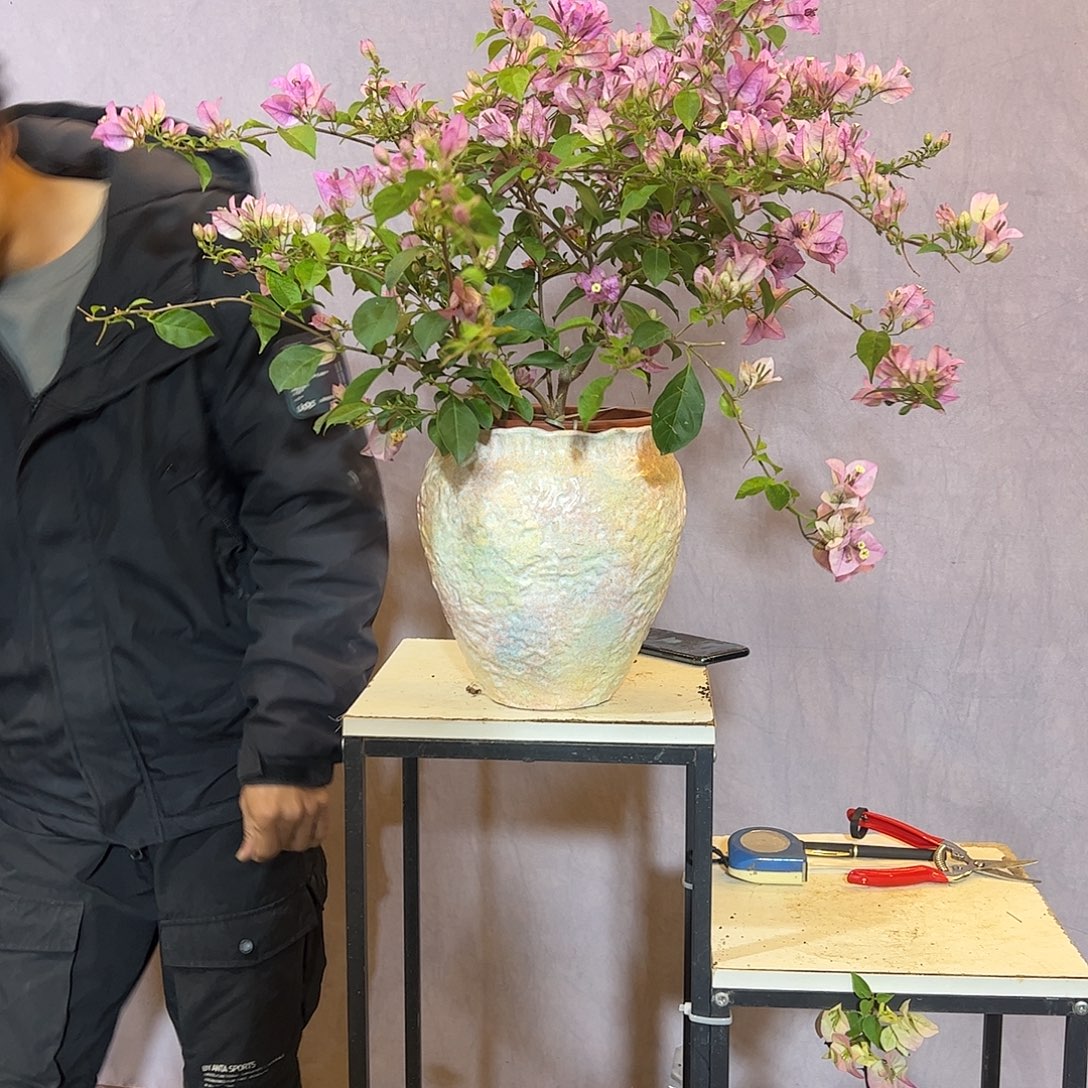 大量花朵（建议范围：8朵-15朵 或40%以上）雪紫