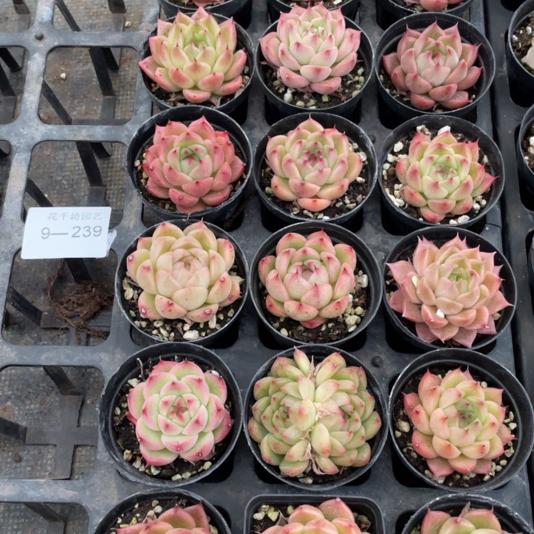 一物一拍18棵9-239