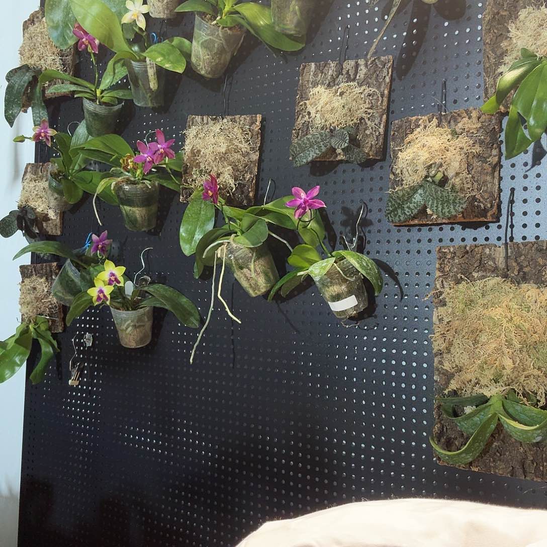 完全开放小***u蝴蝶兰