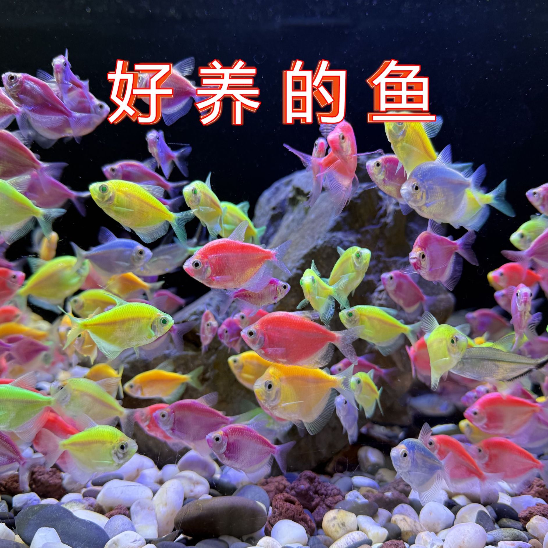 便宜【下单送翡翠色】好养无白色3-4CM小型观赏鱼淡水热带鱼新手鱼