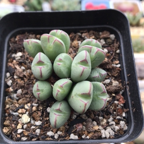 多肉肉锥 14头元宝将