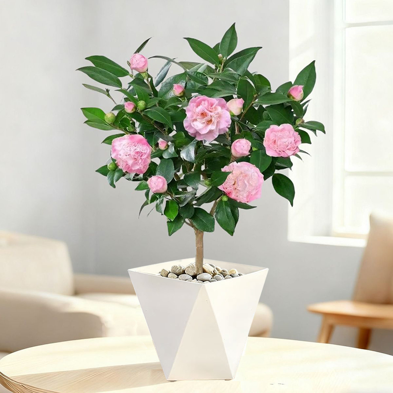 带花苞发货浓香型香妃茶花树苗盆栽室内外好养耐寒耐热绿植xy