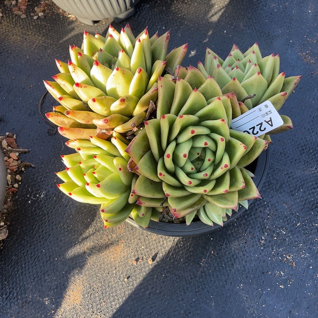 若如东云单拍A226