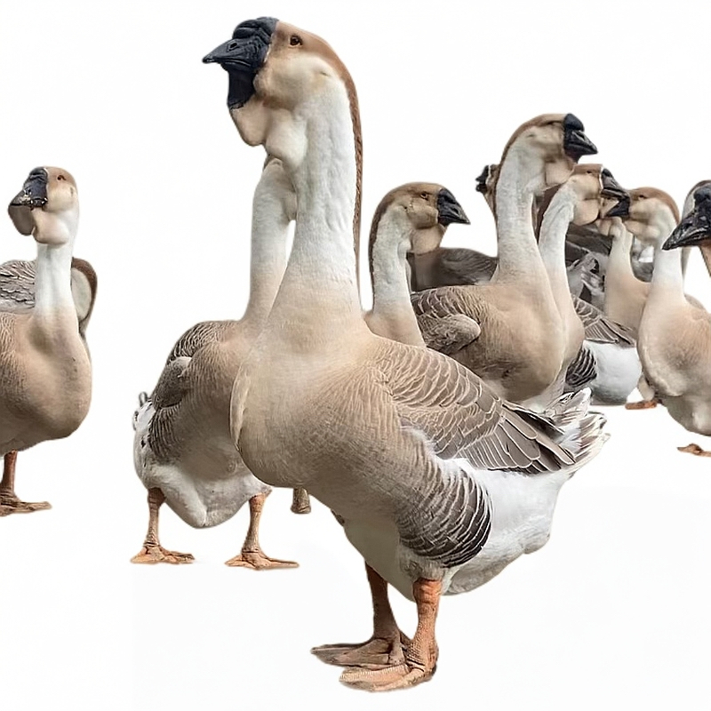 【东记】灰色小狮头鹅肉 肉质鲜嫩