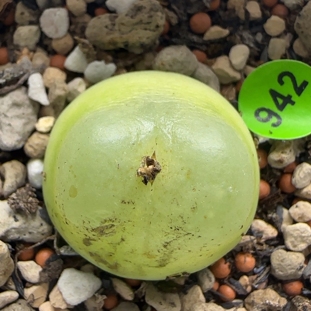 拉登2.5福利多肉植物942