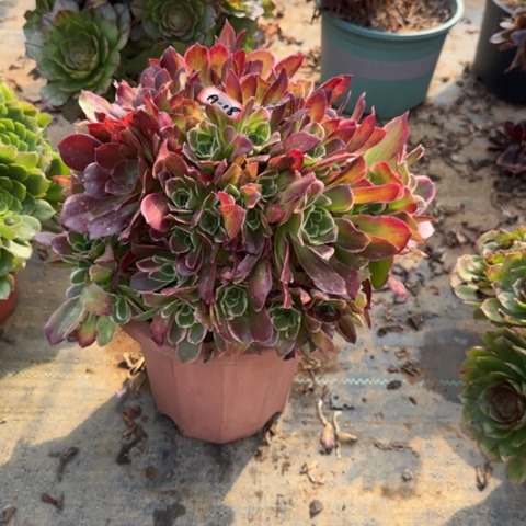 19-18雨花石处理不包售后多肉