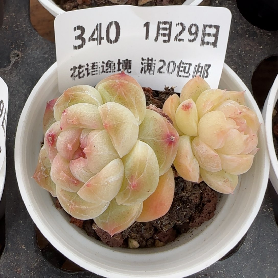 花语逸镜0129-340