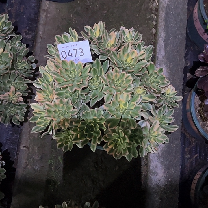 0473甜茶多肉植物