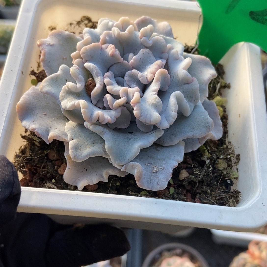 872饺子皮多肉植物