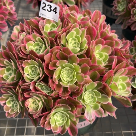 234白凤25厘米左右