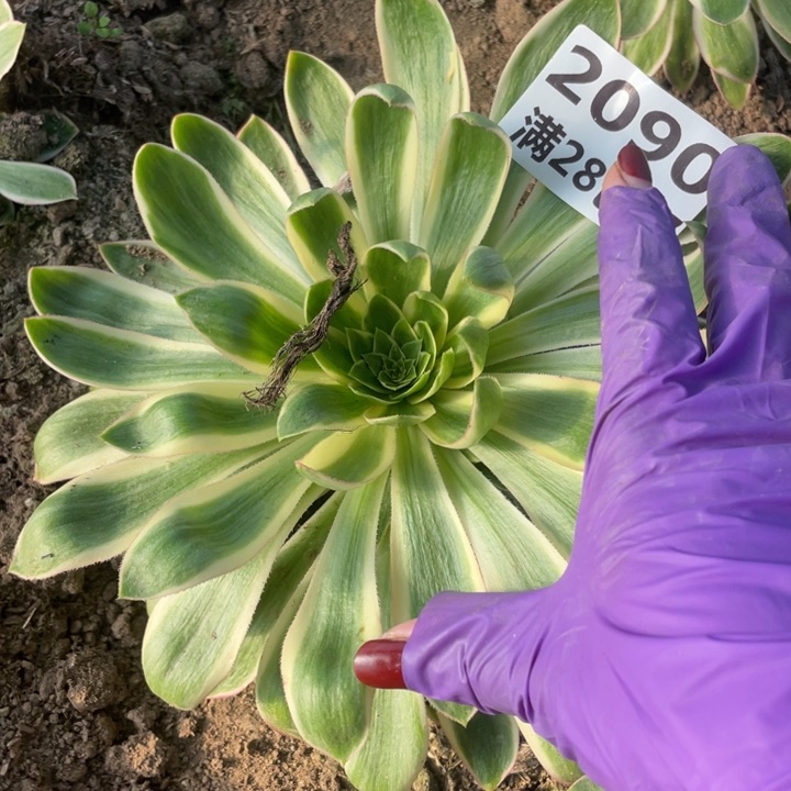 2090三号棚清莲多肉植物K