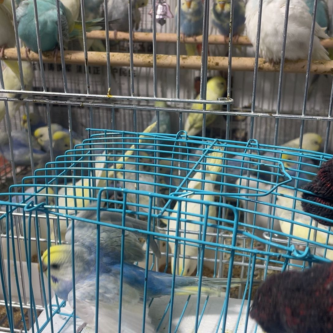 虎皮鹦鹉金彩鹦鹉