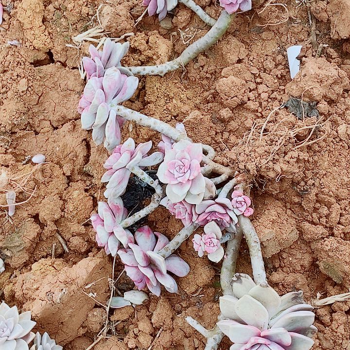 小***嘟小嘟嘟的2颗紫乐一物一拍