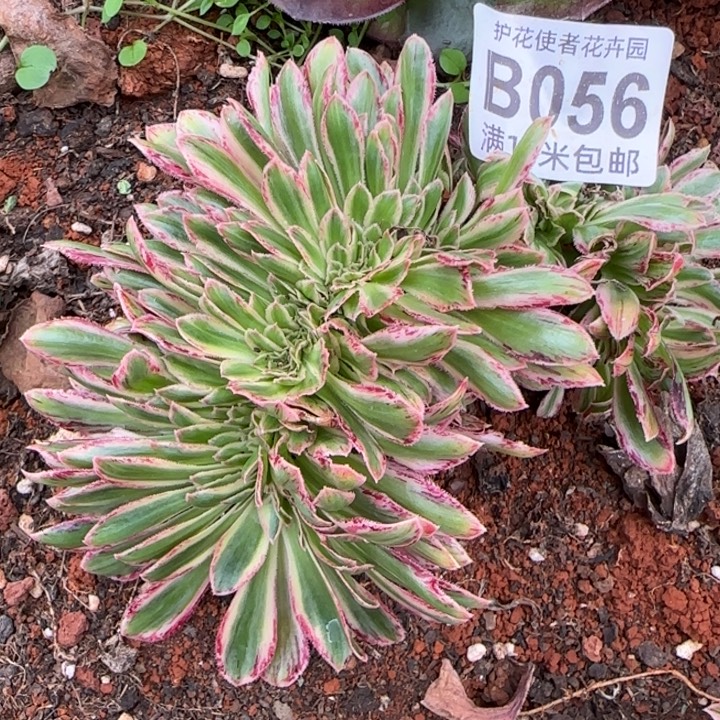 多肉法师淘宝福利