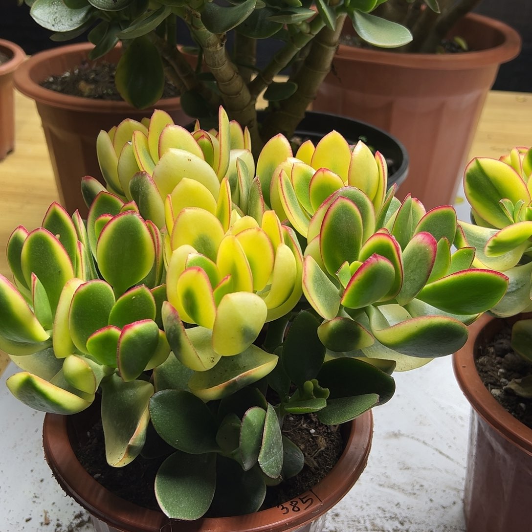 ****好稀有落日之艳带土球发货