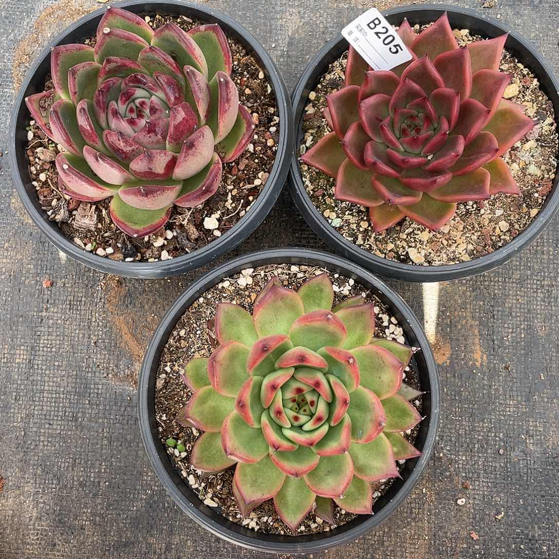 若如东云单拍B205