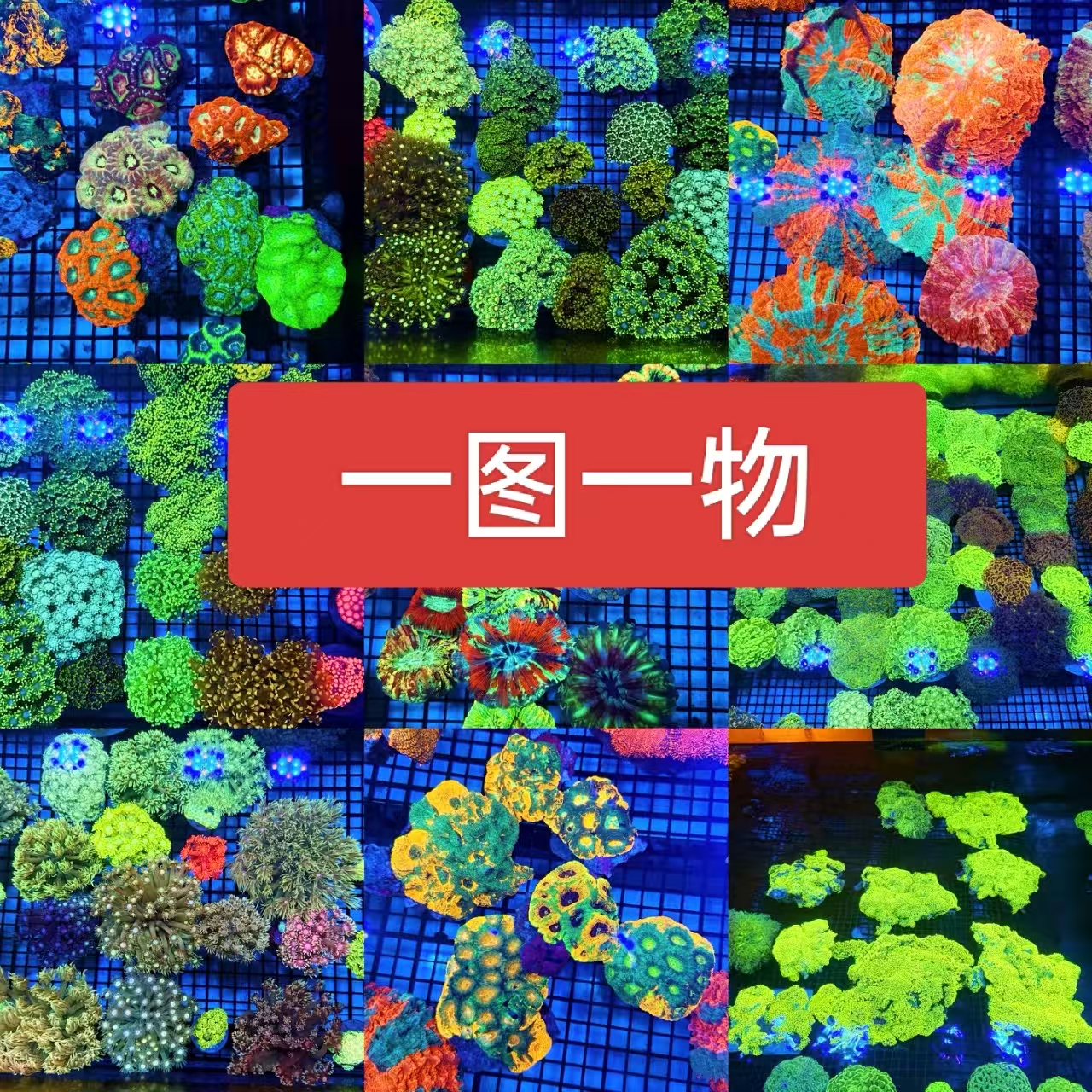 海缸一图一物 珊瑚海葵【包邮】专用定制 海缸