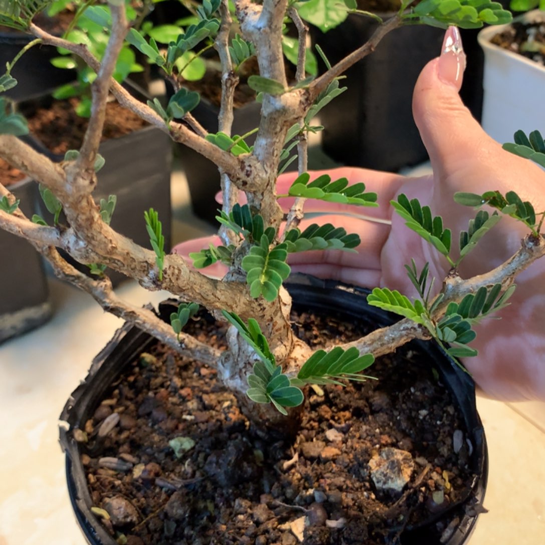 Y****®沙漠苏木实生实生