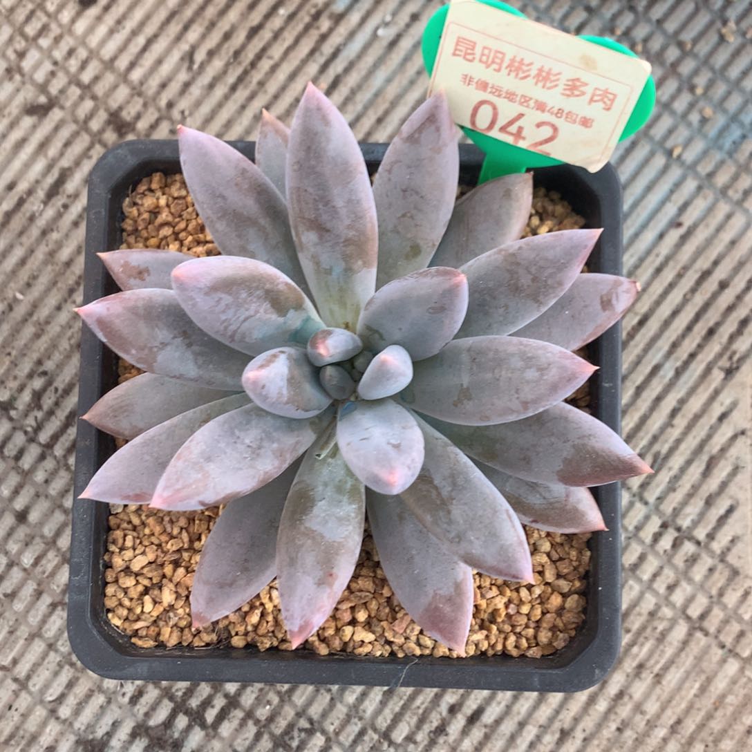 哥特萝莉单头042