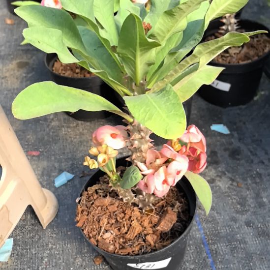 半***后完全开放权杖直播间一物一拍