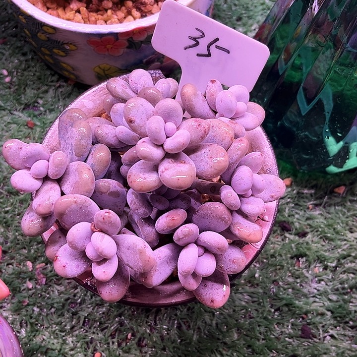 我是第一百个为玉童子应援