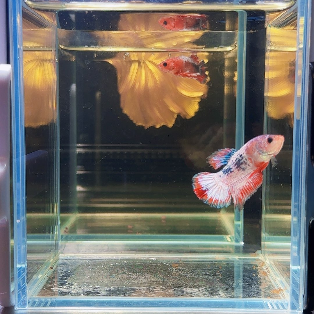 斗鱼活体观赏鱼好养耐活