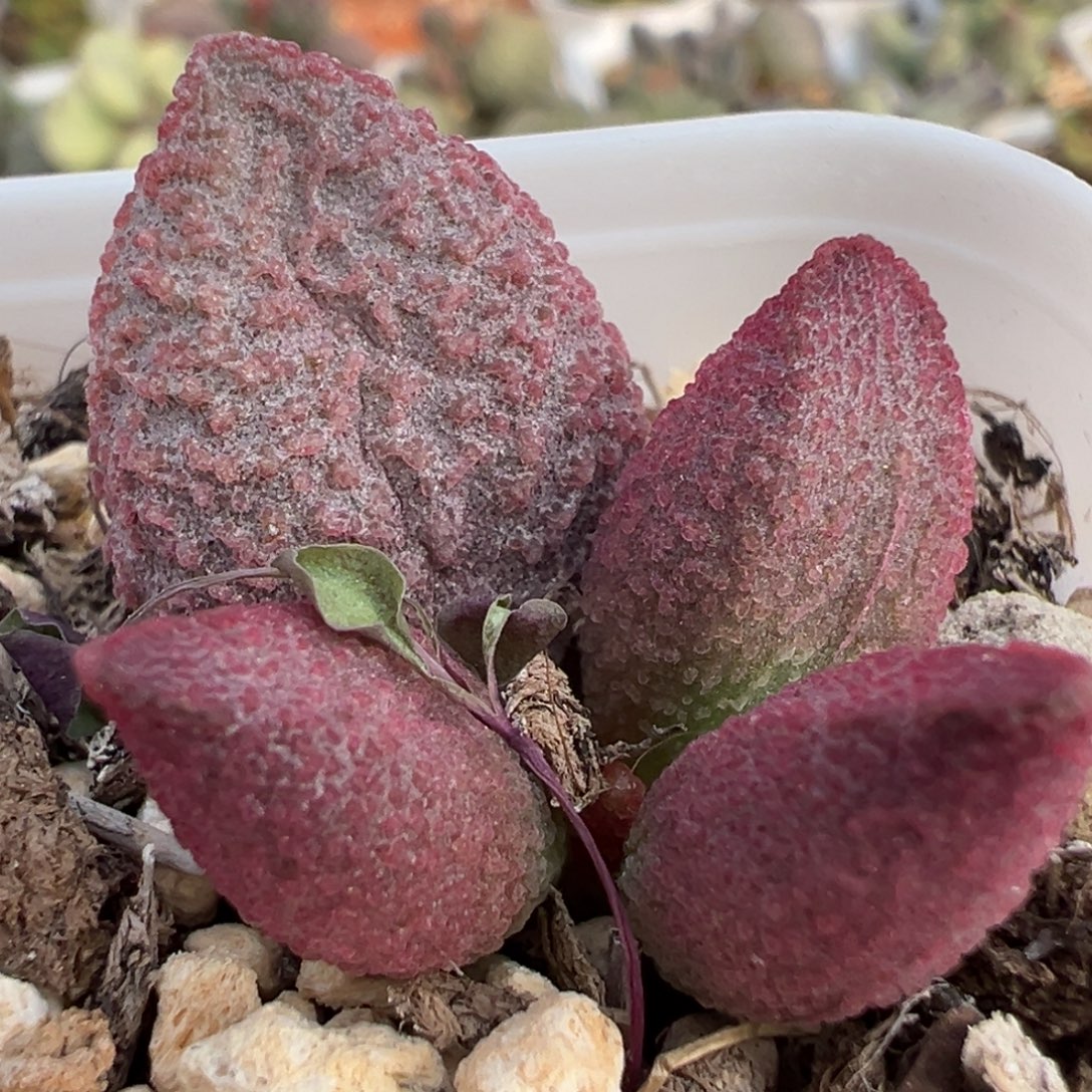 实生新品大苗多肉植物