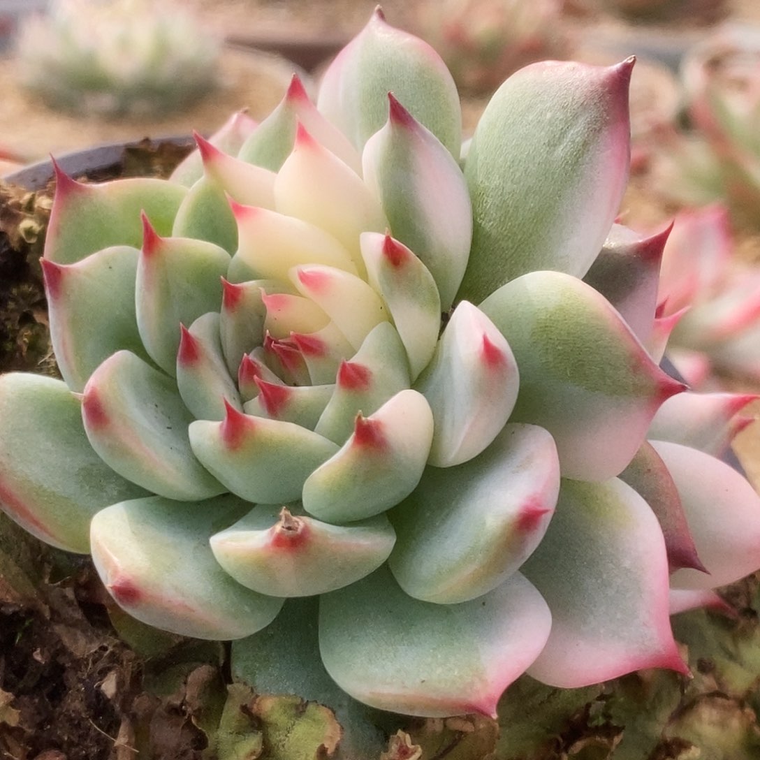 075锦锦锦锦锦锦锦锦锦锦